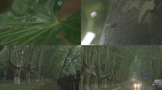 暴雨下雨天雨天道路中山陵林荫道