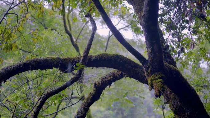 原创4K植树节小桥流水瀑布山林