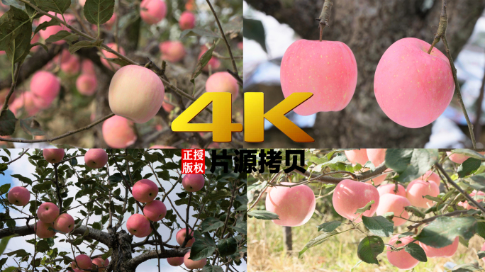 10条4K实拍苹果特写原文件素材（灰片）