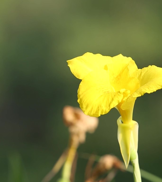 黄色花竖版实拍节气视频