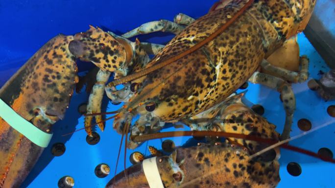 海鲜海螺海蟹生蚝海蛤蛤蜊龙虾