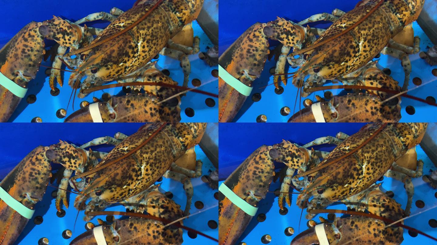 海鲜海螺海蟹生蚝海蛤蛤蜊龙虾