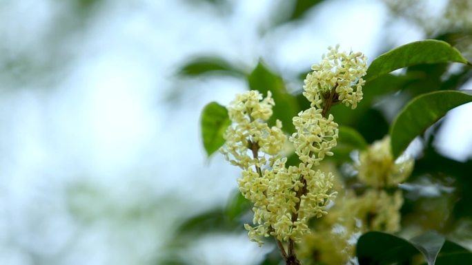 桂花八月横版素材实拍视频