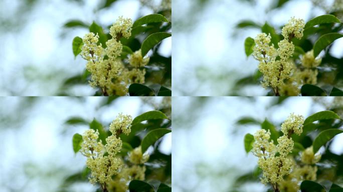 桂花八月横版素材实拍视频