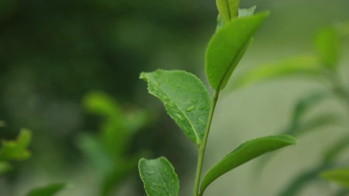 清晨山茶树绿色植物