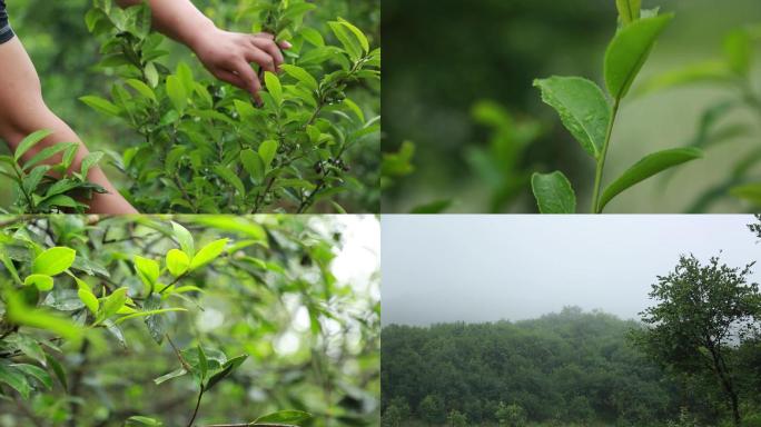 清晨山茶树绿色植物