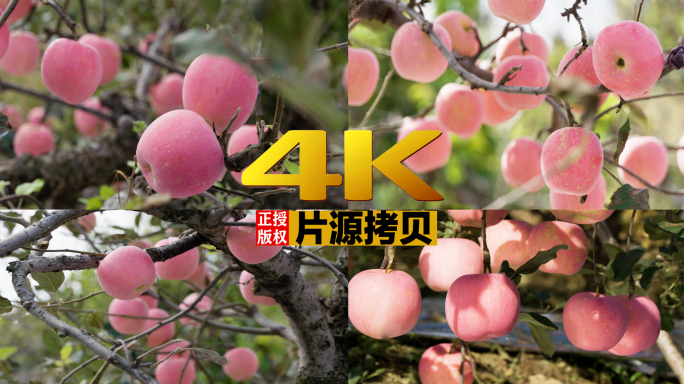 11条4K实拍苹果特写原文件素材（灰片）