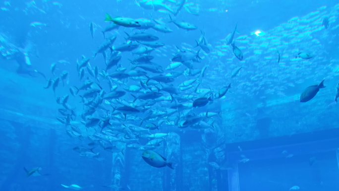 水族馆08