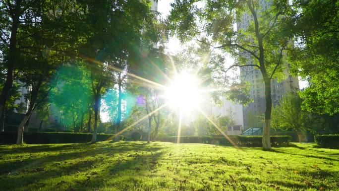 清晨日出延时太阳升起阳光树林光影移动