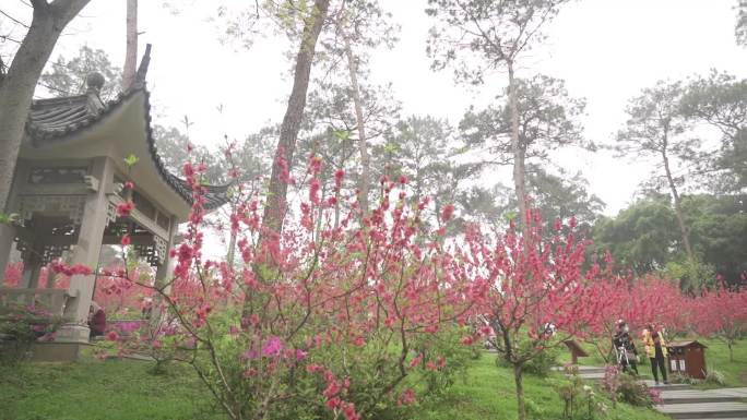 桃花林 桃花山 桃花遍地