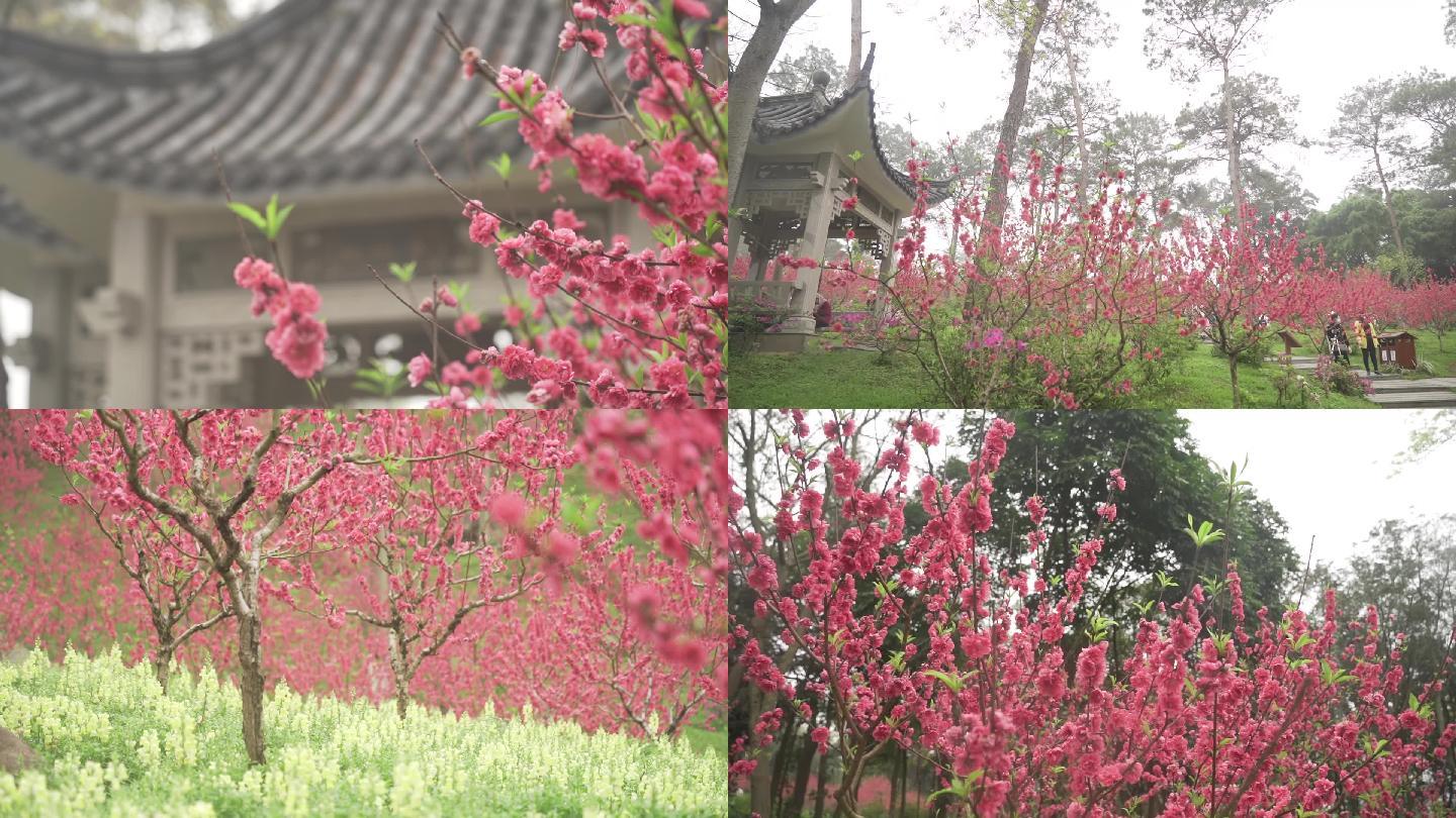 桃花林 桃花山 桃花遍地