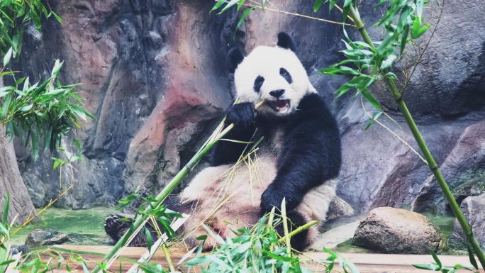 【4K】北京动物园熊猫进食嬉戏