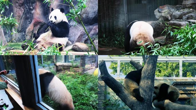 【4K】北京动物园熊猫进食嬉戏