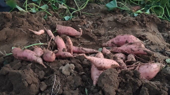 挖地瓜红薯