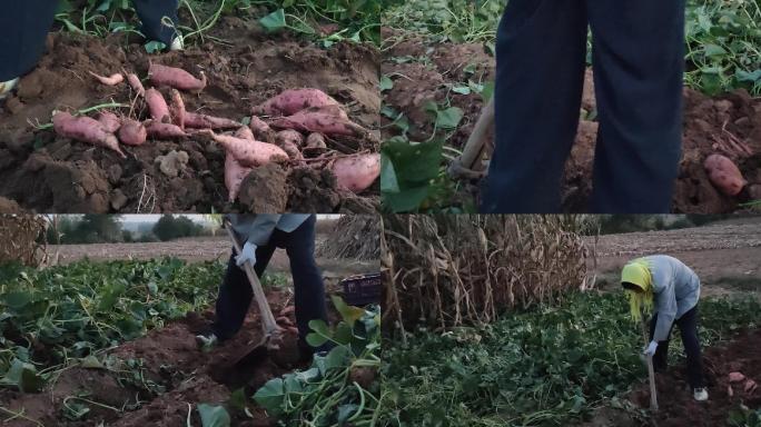 挖地瓜红薯