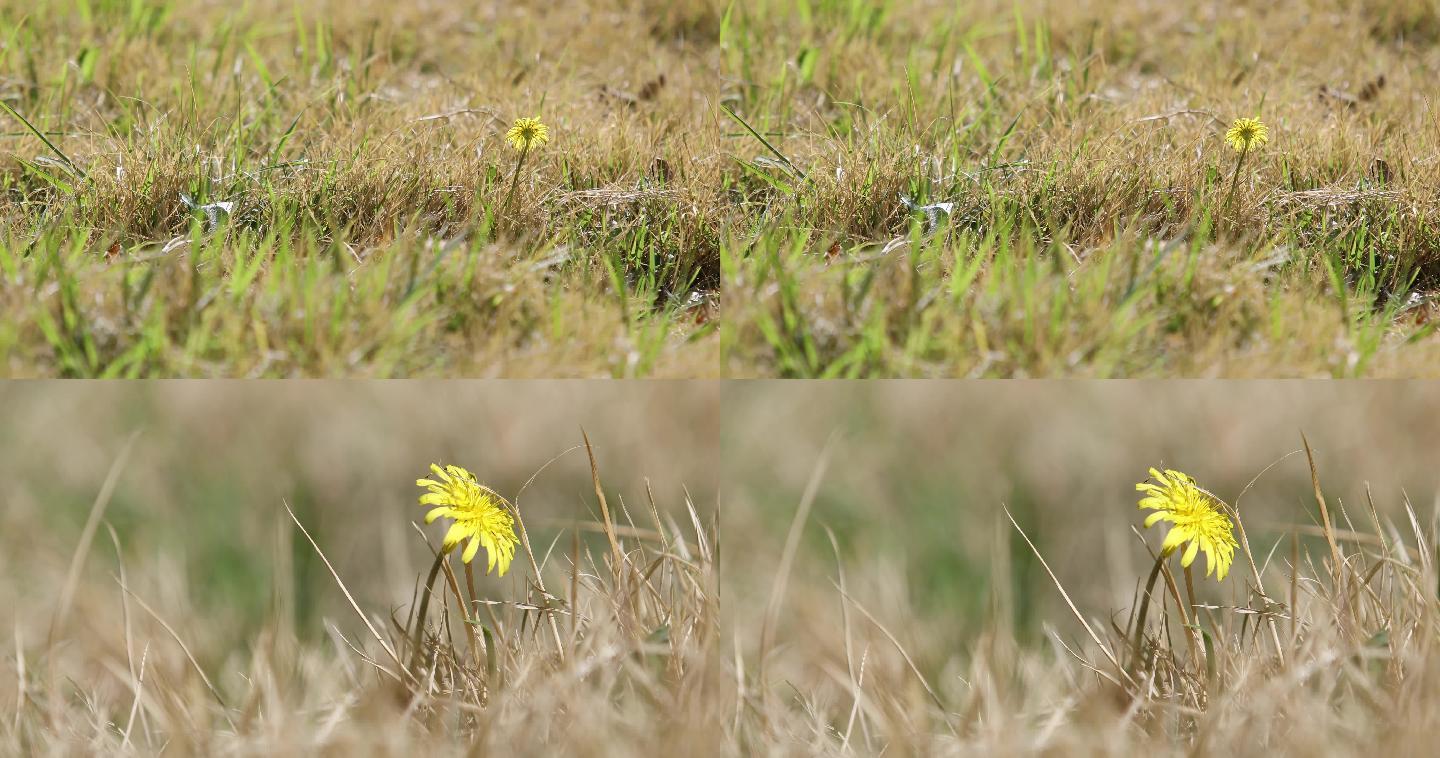 春天，倔强，小草，草地，发出嫩芽4k