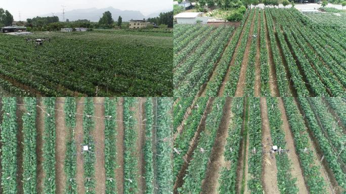 大疆无人机喷农药航拍自动化喷农药