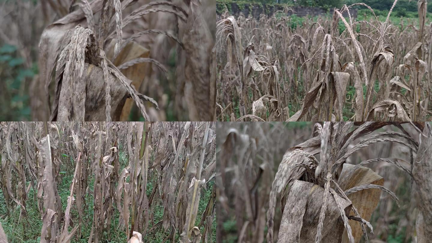玉米杆田地枯草秸秆荒地枯叶农田耕地