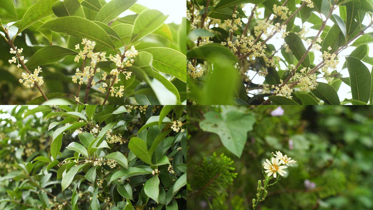 桂花小蜜蜂野菊花狗尾巴草4k视频素材