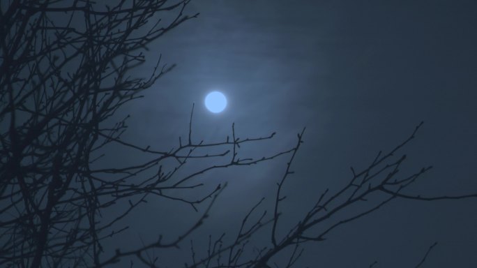 实拍夜晚月上枝头夜晚月亮天空秋冬月色