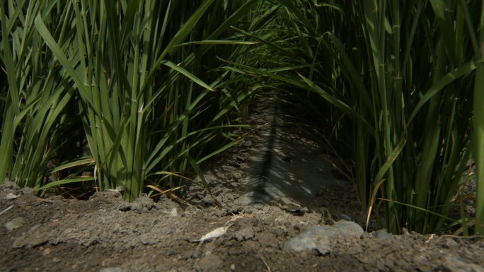新疆农业石河子滴灌水稻