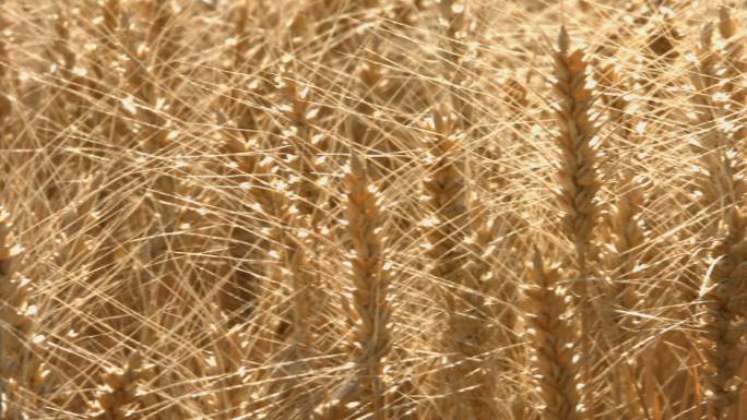 新疆农业滴灌石河子小麦丰收航拍