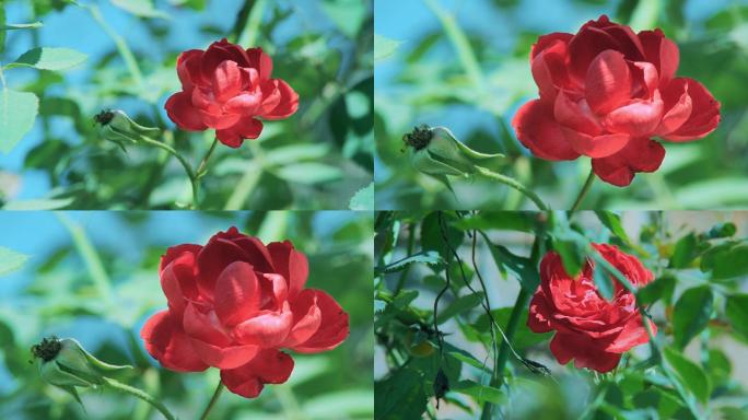 树枝玫瑰花丨4K丨原创实拍