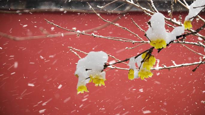 风雪红墙背景素材