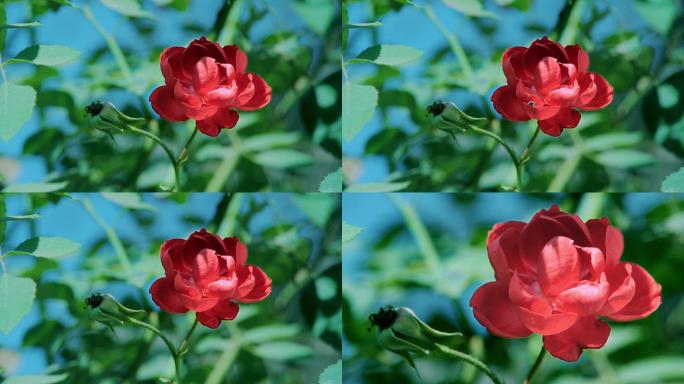 一朵玫瑰花丨4K丨实拍原创
