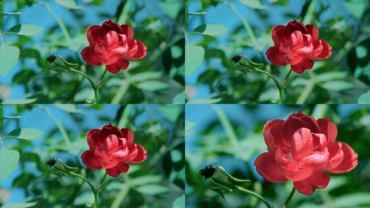 一朵玫瑰花丨4K丨实拍原创