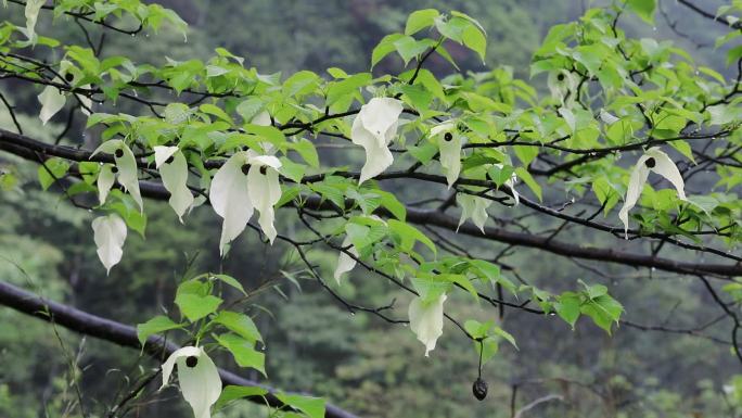 盛开的珙桐鸽子花