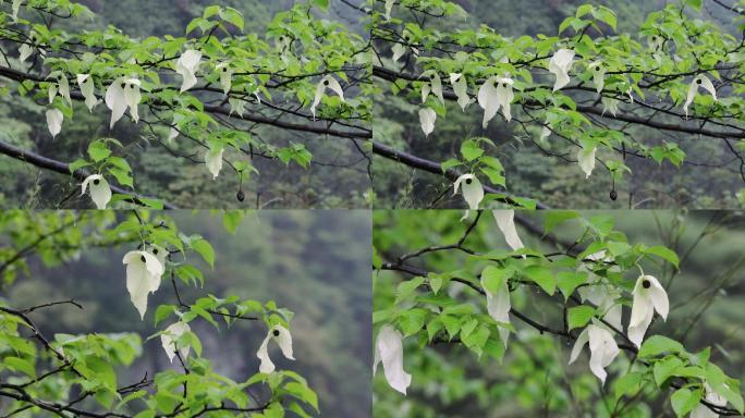 盛开的珙桐鸽子花