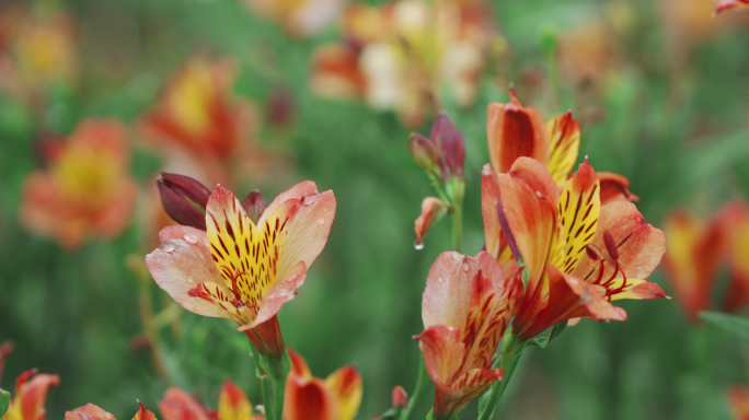 【4K】百合花实拍素材，水仙百合