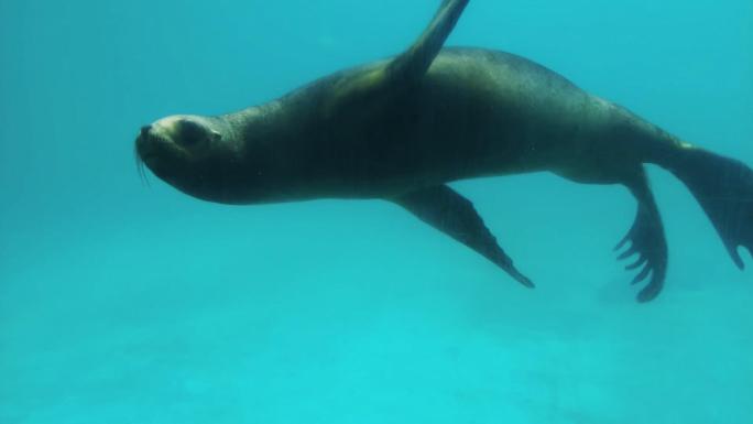 近距离海狮海豹游动视频素材