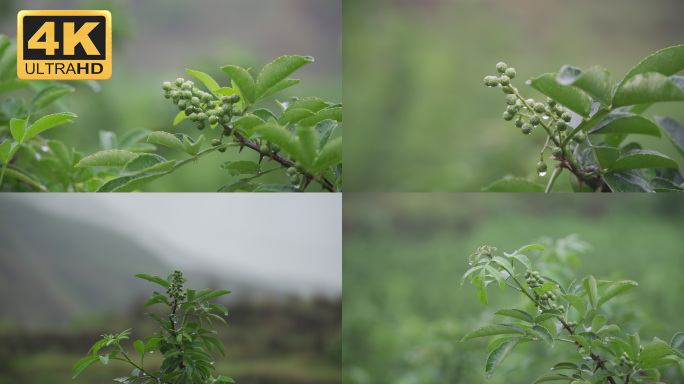 【4K】花椒实拍素材