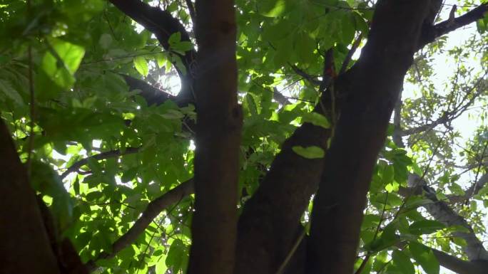 阳光-树梢-树缝间的阳光