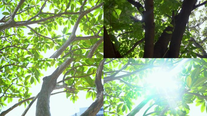 阳光-树梢-树缝间的阳光
