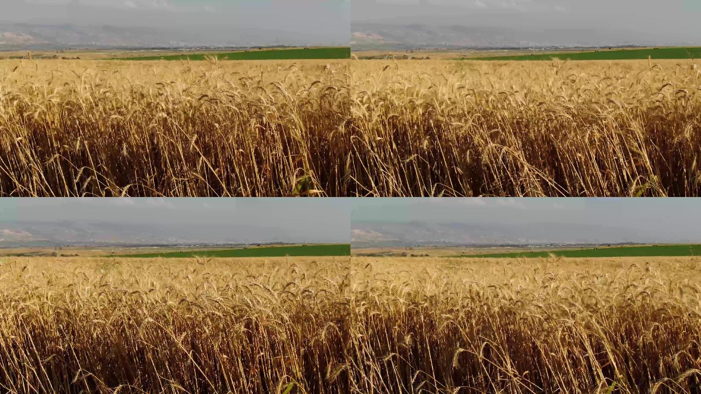 （4K）金黄麦子麦田随风摆动的麦子