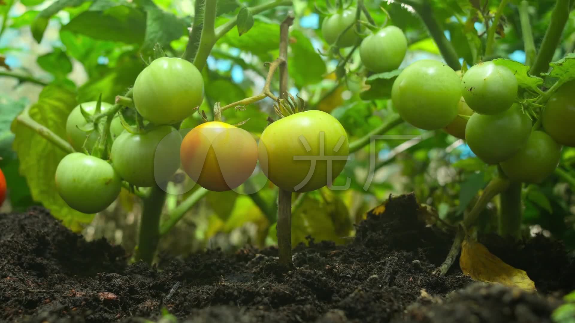 在平的设计的西红柿成长阶段infographic元素 蕃茄的种植过程从种子的发芽对成熟 向量例证 - 插画 包括有 土壤, 增长: 131513249