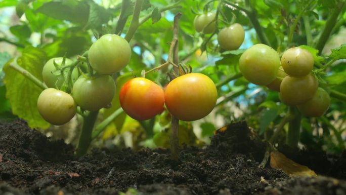 西红柿成熟生长