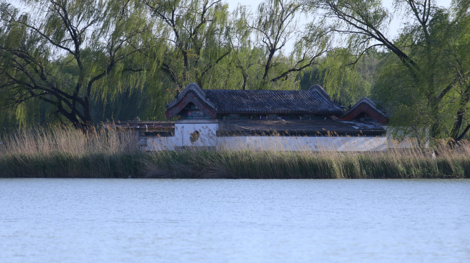 春天垂柳，湖泊柳树，平静湖面，古建筑院落