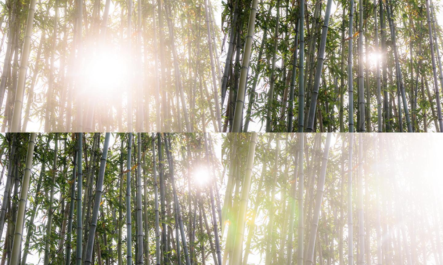 竹林树影光影日光移动延时