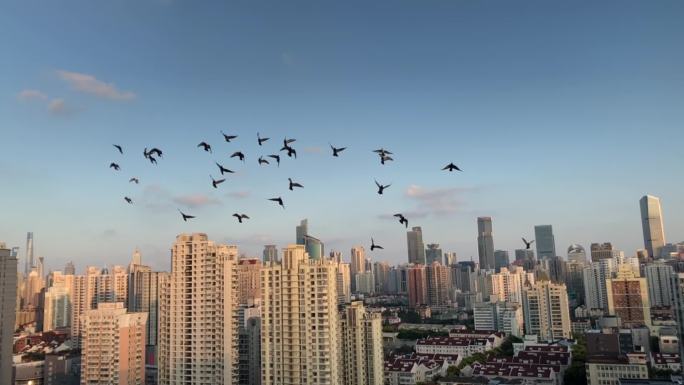 鸟升格城市上空建筑鸟飞翔