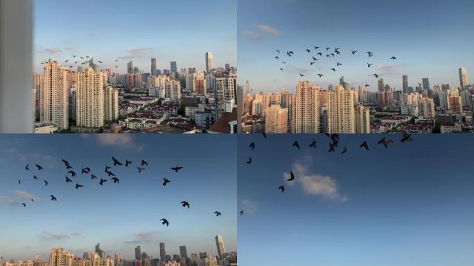 鸟升格城市上空建筑鸟飞翔