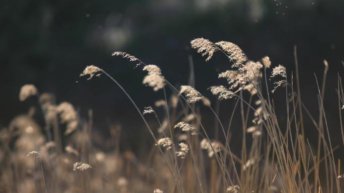 枯草，芦花，意境，阳光芦苇空境