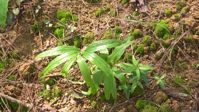 黄精老虎姜中药材种植素材21组