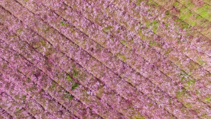德江县 德江 航拍 航拍桃花 桃花