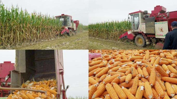 玉米丰收全过程
