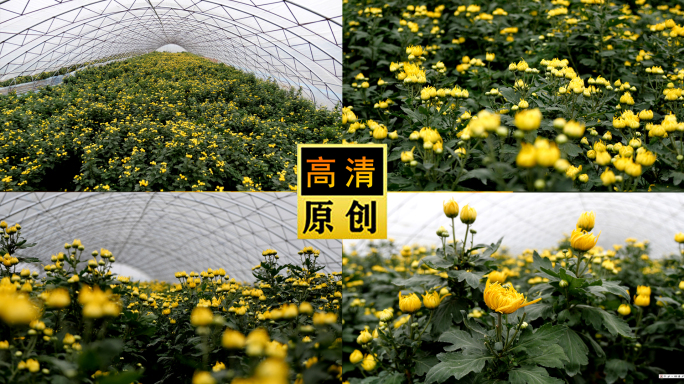 菊花金丝皇菊