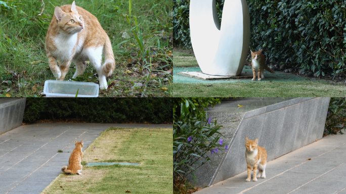 小区楼下流浪猫橘猫狸花猫4k视频素材